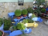 pansion-anastasia-garden-11