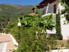 parga_olive_tree-4