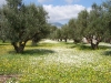 samos-studios-apartments-dias-6