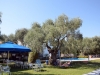 tasos-limenas-vila-elia-4