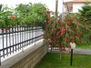 nea-vrasna-vila-angela-1-2
